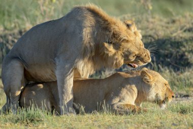 Aslan (Panthera leo) çiftleşmesi, Ngorongoro koruma alanı, Tanzanya.