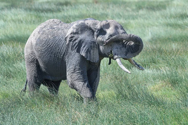 Afrikansk Elefant Loxodonta Africana Spelar Ndutu Träsk Ngorongoro Krater Nationalpark — Stockfoto