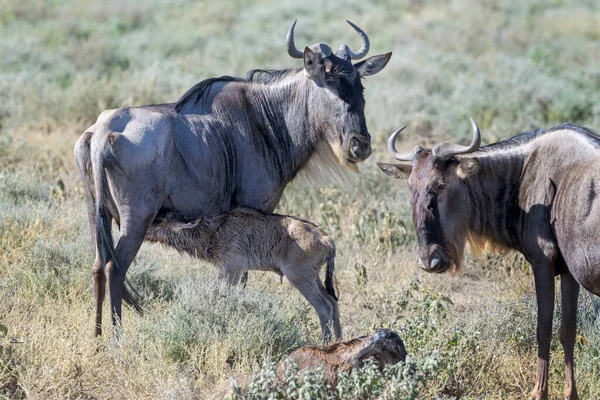 Mavi Antilop (Connochaetes taurinus), yeni doğmuş bir yavruyu besleyen dişi, Ngorongoro krater ulusal parkı, Tanzanya.