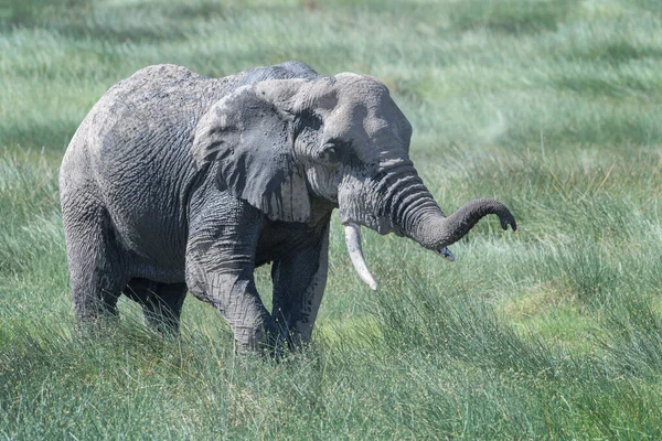 Afrikansk Elefant Loxodonta Africana Spelar Ndutu Träsk Ngorongoro Krater Nationalpark — Stockfoto