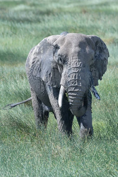African Elephant Loxodonta Africana Feeding Ndutu Marsh Ngorongoro Crater National — Stockfoto