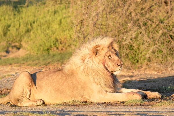 Lev Samčí Panthera Leo Ležící Savaně Při Východu Slunce Chráněná — Stock fotografie
