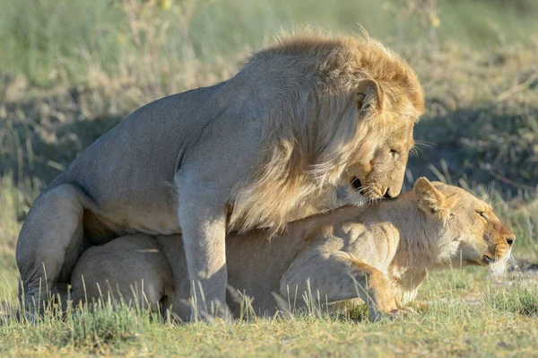 Aslan (Panthera leo) çiftleşmesi, Ngorongoro koruma alanı, Tanzanya.