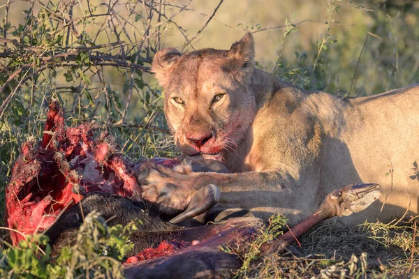 Löwin Panthera Leo Frisst Von Frisch Getöteten Blauen Gnus Connochaetes — Stockfoto