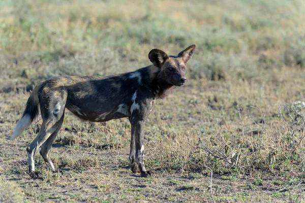 Africký Divoký Pes Lycaon Pictus Stojící Savaně Chráněná Oblast Ngorongoro — Stock fotografie