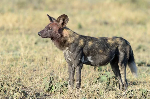 Africký Divoký Pes Lycaon Pictus Stojící Savaně Chráněná Oblast Ngorongoro — Stock fotografie