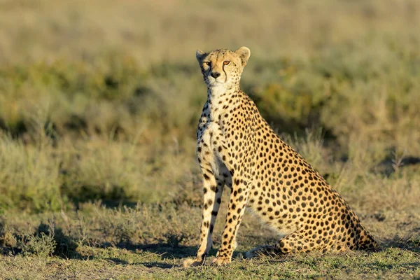 Cheetah Acinonyx Jubatus Που Κάθεται Στη Σαβάνα Περιοχή Διατήρησης Ngorongoro — Φωτογραφία Αρχείου
