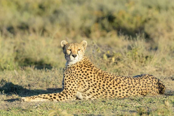 Cheetah Acinonyx Jubatus Lying Savanna Looking Camera Ngorongoro Conservation Area — Stock Photo, Image