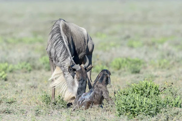 Blue Wildebeest Connochaetes Taurinus Moeder Met Een Pas Geboren Kalf — Stockfoto