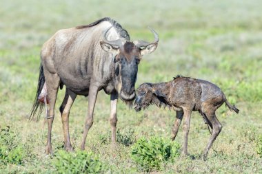 Mavi Antilop (Connochaetes taurinus) yeni doğmuş bir yavrusuyla Tanzanya 'nın Ngorongoro koruma alanında yürümeye çalışıyor..