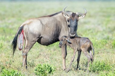 Mavi Antilop (Connochaetes taurinus) yeni doğmuş bir yavrusuyla Tanzanya 'nın Ngorongoro koruma alanında yürümeye çalışıyor..