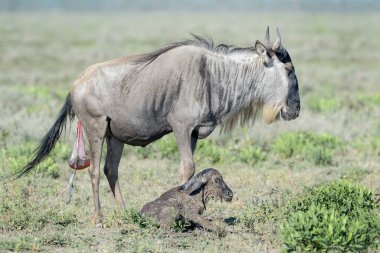 Mavi Antilop (Connochaetes taurinus) anne ve yeni doğmuş bir buzağı, Tanzanya 'nın Ngorongoro koruma alanında uzanıyor..