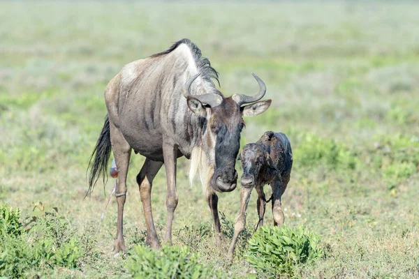 Blue Wildebeest Connochaetes Taurinus Matka Právě Narozeným Mládětem Snaží Chodit — Stock fotografie