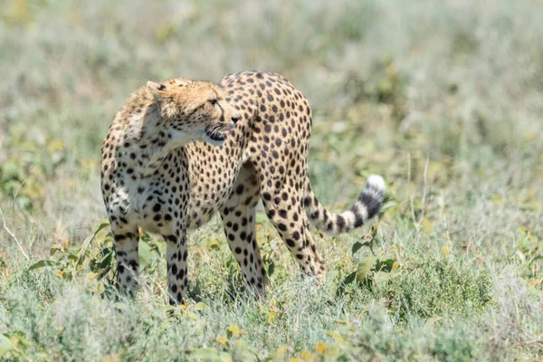 Cheetah Acinonyx Jubatus Pie Sobre Sabana Área Conservación Ngorongoro Tanzania — Foto de Stock