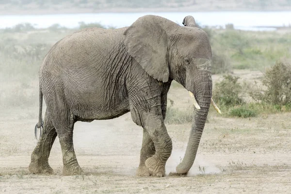 坦桑尼亚恩戈龙戈罗保护区的非洲象 Loxodonta Africana 在尘土飞扬的干草上觅食 — 图库照片