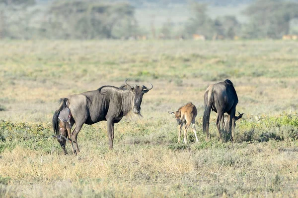 Mavi Antilop Connochaetes Taurinus Anne Tanzanya Nın Ngorongoro Koruma Alanında — Stok fotoğraf