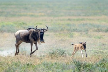 Mavi Antilop (Connochaetes taurinus) anne ve yavrusu savana, Ngorongoro koruma alanı, Tanzanya 'da koşuyor..