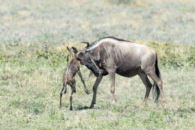 Mavi Antilop (Connochaetes taurinus) annesi, yeni doğan yavrusu Ngorongoro koruma alanı olan Tanzanya 'yı reddediyor..