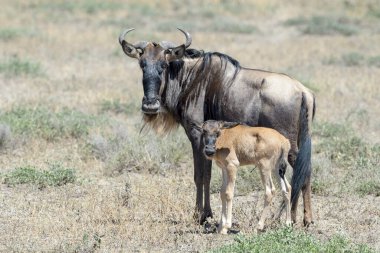 Mavi Antilop (Connochaetes taurinus) anne ve yavrusu birlikte savana, Ngorongoro koruma alanı, Tanzanya 'da duruyorlar..