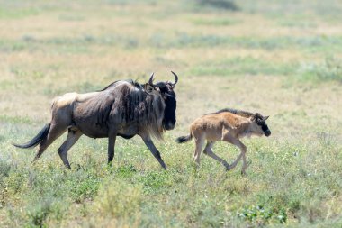 Mavi Antilop (Connochaetes taurinus) anne ve yavrusu savana, Ngorongoro koruma alanı, Tanzanya 'da koşuyor..