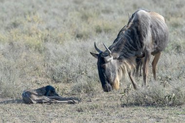 Mavi Antilop (Connochaetes taurinus) anne, Tanzanya 'nın Ngorongoro koruma alanında yeni doğmuş bir bebeğe bakıyor..