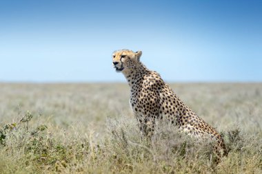Çita (Acinonyx jubatus) savananın üzerinde oturmuş, avı arıyor, Ngorongoro koruma alanı, Tanzanya.