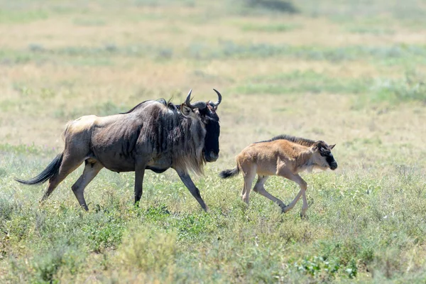 Maminka Modrá Connochaetes Taurinus Teletem Savaně Chráněná Oblast Ngorongoro Tanzanie — Stock fotografie