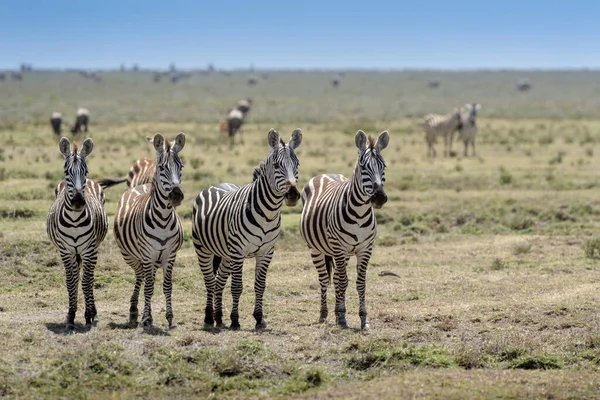 坦桑尼亚恩戈龙戈罗保护区的普通或平原斑马 Equus Quagga 群保持警惕 凝视着掠食者 — 图库照片