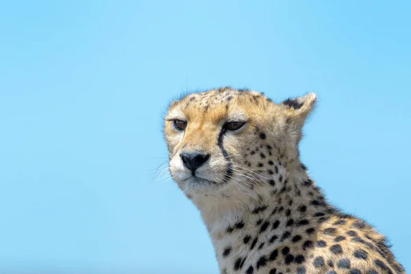 Gepárd Acinonyx Jubatus Portré Kék Ellen Ngorongoro Természetvédelmi Terület Tanzánia — Stock Fotó