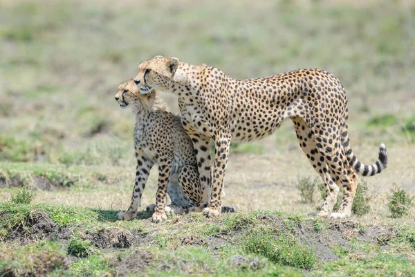 Cheetah Acinonyx Jubatus Μητέρα Και Νεογνό Μαζί Στη Σαβάνα Ψάχνουν — Φωτογραφία Αρχείου