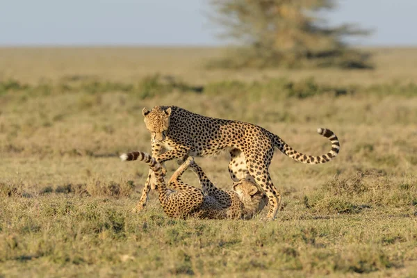 Gepárd Acinonyx Jubatus Anya Kölyök Játszik Együtt Ngorongoro Természetvédelmi Terület — Stock Fotó