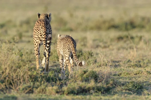 Gepárd Acinonyx Jubatus Anya Kölyök Együtt Sétálnak Savannán Hátulról Nézve — Stock Fotó