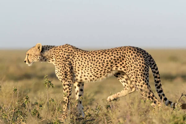 Cheetah Acinonyx Jubatus Που Καταδιώκει Θήραμα Στη Σαβάνα Περιοχή Διατήρησης — Φωτογραφία Αρχείου