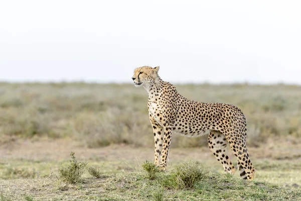 Cheetah Acinonyx Jubatus Pie Sobre Sabana Busca Presas Área Conservación —  Fotos de Stock