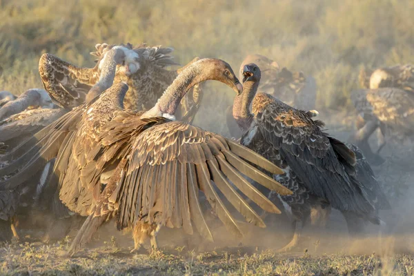 タンザニア ンゴロンゴロ自然保護区の死体で戦うラッペルハゲタカ ジプシールペッリ — ストック写真