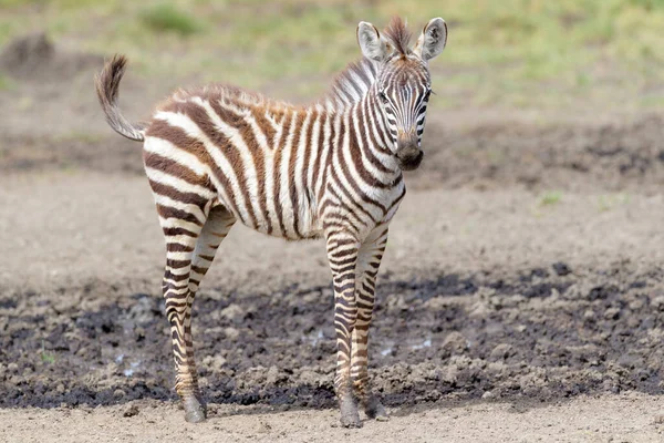 Common Plains Zebra Equus Quagga Foal Standing Edge Swamp Ngorongoro — Stock Photo, Image