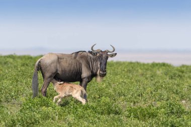 Mavi Antilop (Connochaetes taurinus) annesi ve yeni doğmuş yavrusu, Tanzanya 'nın Ngorongoro koruma alanında içiyorlar..