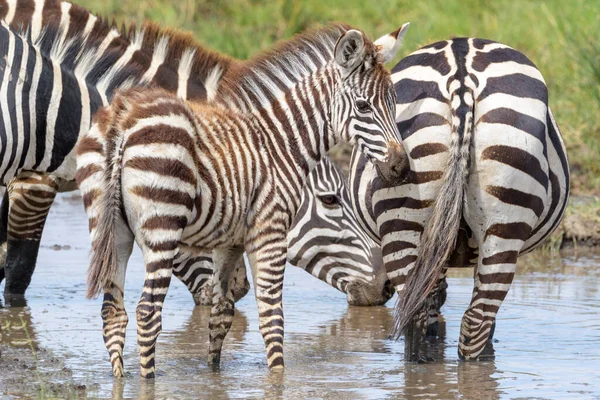 Common Plains Zebra Equus Quagga Foal Standing Mother Water Ngorongoro — Stock Photo, Image