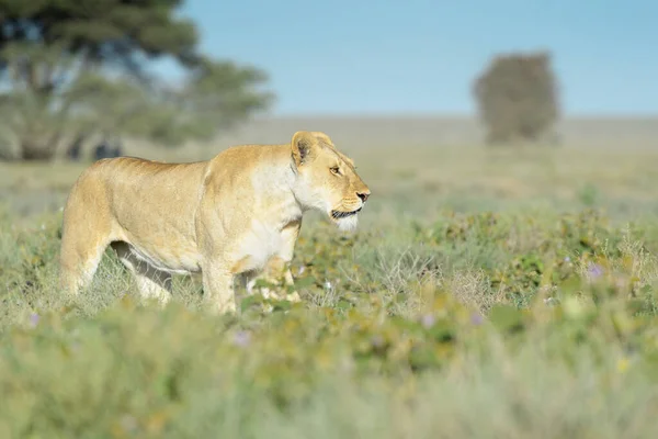 Löwe Panthera Leo Auf Dem Weg Die Savanne Naturschutzgebiet Ngorongoro — Stockfoto