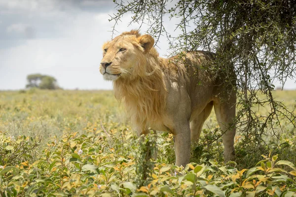Male Lion Panthera Leo Close Marking Tree Savanna Ngorongoro Conservation — Stock fotografie