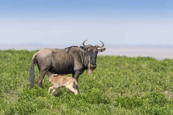 Kék Gnúd Connochaetes Taurinus Anya Frissen Született Borjúval Savannán Ngorongoro Jogdíjmentes Stock Képek