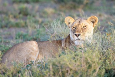Dişi aslan (Panthera leo), Tanzanya 'nın Ngorongoro bölgesindeki savananın yüksek çimlerine uzanır..