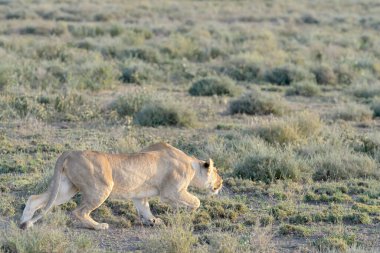 Dişi aslan (Panthera leo) savanada avlanırken, Ngorongoro koruma alanı, Tanzanya.