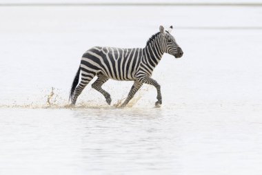 Sığ sularda yüzen Zebra (Equus quagga), Ngorongoro krateri ulusal parkı, Tanzanya