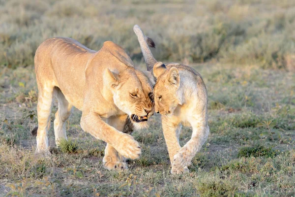 Lioness Panthera Leo Trying Lose Cub Hunting Ngorongoro Conservation Area — Stok fotoğraf