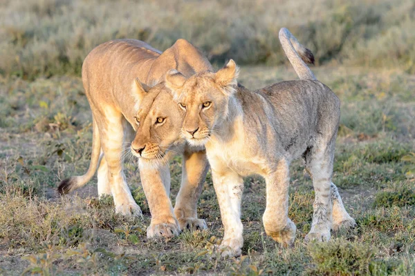 Dişi Aslan Panthera Leo Yavrusu Savana Ngorongoro Koruma Alanı Tanzanya — Stok fotoğraf