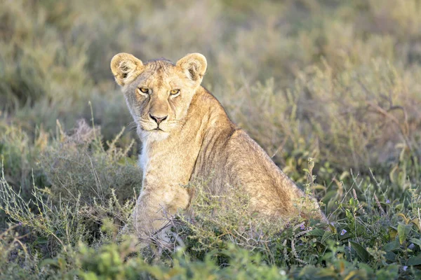 Lion Panthera Leo Cub Sitting High Grass Savanna Ngorongoro Conservation — Stock fotografie