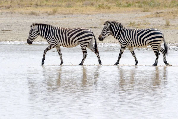 Two Common Plains Zebra Equus Quagga Walking Shallow Water Reflection — Stock Photo, Image