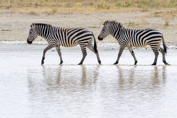 Two Common or Plains Zebra (Equus quagga) walking in shallow water with reflection, Ngorongoro crater national park, Tanzania
