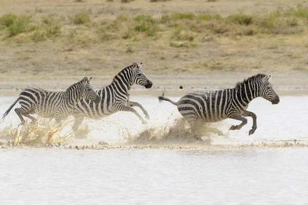 Common Plains Zebra Equus Quagga Herd Running Fast Splashing Water — Stok Foto
